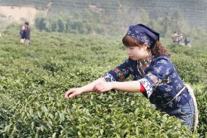 Sezonowa robotnica zatrudniona przy zbiorze herbaty zrywa liście herbaty w pierwszym dniu Festiwalu Herbaty Longjing, 22 marca 2007 r., w słynącej z najwyższej klasy herbaty Longjing gminie Longwu, położonej na obrzeżach miasta Hangzhou w prowincji Zhejiang w Chinach (China Photos / Getty Images)