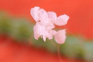 <a href="https://epochtimes.pl/udumbara-przynoszacy-pomyslnosc-kwiat-z-nieba-zakwita-raz-na-3000-lat/">Kwiaty Udumbara sfotografowane pod mikroskopem przez p. Li w Malakce w Malezji</a> (fot. dzięki uprzejmości p. Li)