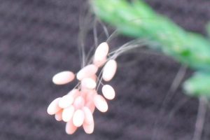 <a href="https://epochtimes.pl/udumbara-przynoszacy-pomyslnosc-kwiat-z-nieba-zakwita-raz-na-3000-lat/">Jajeczka złotooka pod mikroskopem</a> (fot. dzięki uprzejmości p. Li)
