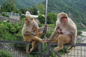Małpy karmiące potomstwo na wiszącym moście w Rishikesh (archiwum autorki)