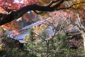 Przecudna japońska jesień w Jokohamie (archiwum autorki)