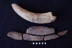 Fragmenty skamieniałych możdżeni tura w porównaniu z możdżeniem średniowiecznego bydła rodzimego afrykańskiego (fot.: Marta Osypińska)