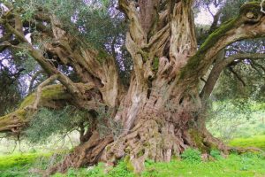 Najstarszym we Włoszech jest drzewo oliwne w Luras na Sardynii – liczy ponad 4000 lat. Na zdjęciu inne drzewo oliwne z Luras, także mające ponad tysiąc lat (By Robur.q – Self-photographed, CC BY-SA 3.0 / Wikimedia, https://commons.wikimedia.org/w/index.php?curid=24644020)