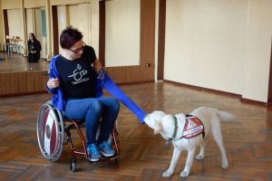 Fundacja DOGIQ wyszkoliła pierwszego w Polsce psa asystującego osobie niepełnosprawnej ruchowo. Na zdjęciu trening następnego asystenta (dzięki uprzejmości Fundacji DOGIQ)