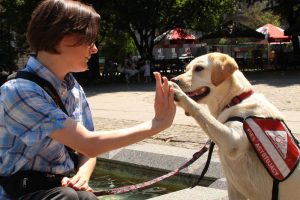 Fundację DOGIQ tworzą osoby, których pasją jest praca z psami. Na zdjęciu Monika Rykaczewska z Fundacji i Pefo przybijają piątkę (dzięki uprzejmości Fundacji DOGIQ)