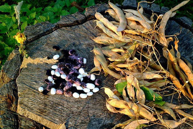 Wśród odkrytych ziaren zidentyfikowano pszenicę zwyczajną, proso, bobik, groch i soczewicę (bstad / Pixabay)