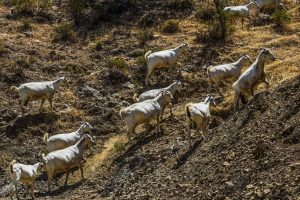 „Kozy strażaczki” będą w Portugalii chronić lasy