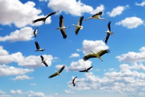 Według ornitologów bociany już wyruszyły z afrykańskich zimowisk (geralt / Pixabay)
