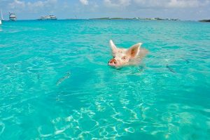 Rajskie życie świń na Bahamach