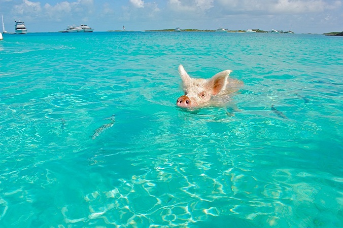 Świnki znalazły swój raj na Ziemi – to jest Big Major Cay na Bahamach (larsen9236 / Pixabay)