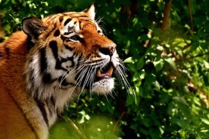 Podczas wędrówki na ubitej ścieżce w lesie napotkali trzy tygrysy (Alexas_Fotos / Pixabay)