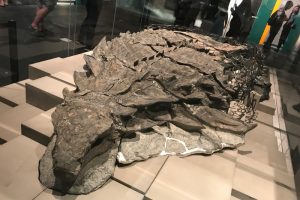 Nodozaur na wystawie w Królewskim Muzeum Paleontologicznym Josepha Tyrrella w prowincji Atlanta w Kanadzie, 2017 r. (By Machairo – own work, CC BY-SA 4.0 / Wikimedia, https://commons.wikimedia.org/w/index.php?curid=59996086)