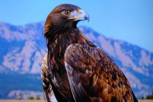 Orły przednie są największymi przedstawicielami rodzaju Aquila. Na zdjęciu orzeł sfotografowany w Tatrach (MSphotos / Pixabay)