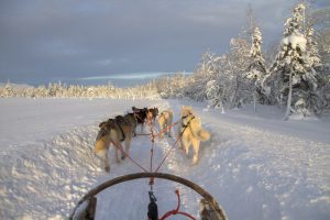 Psi zaprzęg w Laponii, w regionie położonym na północy Finlandii (adege / Pixabay)