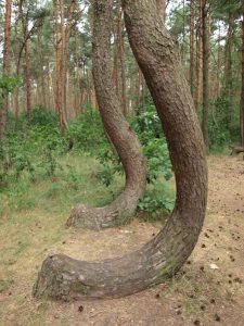 Wbrew różnym tajemniczym wyjaśnieniom do powstania niezwykłego lasu przynił się człowiek (fot.: Lidia Kmiecińska)