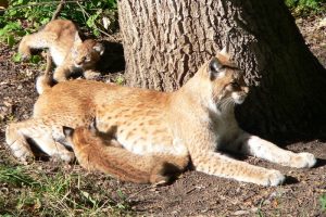 Rysie, dwa kocięta i matka, lokalizacja nieoznaczona (Jonas Bengtsson from London, UK – Lynxes, CC BY 2.0 / Wikimedia, https://commons.wikimedia.org/w/index.php?curid=7915709)
