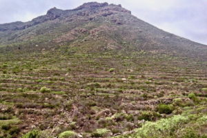 Zbocze wysokiej na 1001 m n.p.m. Roque del Conde nadal pokryte jest polami tarasowymi. Dzisiaj porastające je kaktusy i odporne na brak wody krzaczki po kilku deszczowych dniach nabierają żywo zielonego koloru, Teneryfa, kwiecień 2018 r. (archiwum autorki)