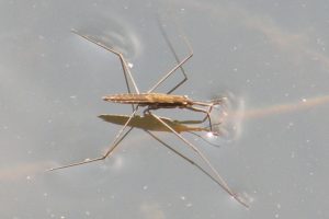 Nartnik – owad, który jest wybitnym narciarzem wodnym