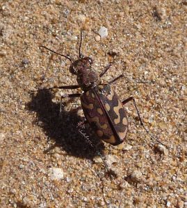 Zdobyczą tych niezwykłych biegaczy stają się m.in. mrówki. Na zdjęciu osobnik z gatunku Cicindela flexuosa (By gailhampshire from Cradley, Malvern, U.K – Tiger Beetle. Cicindela flexuosa, CC BY 2.0 / <a href="https://commons.wikimedia.org/w/index.php?curid=50041171">Wikimedia</a>)