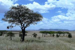 Polski archeolog Maciej Grzelczyk odkrył w rezerwacie Swaga Swaga setki nieznanych do tej pory malowideł naskalnych. Na zdjęciu krajobraz Tanzanii (Wolk9 / <a href="https://pixabay.com/pl/charakter-afryka-tanzania-serengeti-1845134/">Pixabay</a>)