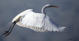 W Parku Narodowym „Ujście Warty” zaobserwowano ponad 280 gatunków ptaków, z czego ponad 170 to gatunki lęgowe. Na zdjęciu czapla biała w nieoznaczonej lokalizacji (skeeze / <a href="https://pixabay.com/pl/czapla-ptak-przyrody-p%C5%82ywaj%C4%85ce-1082472/">Pixabay</a>)