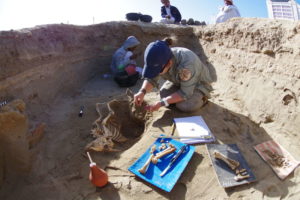 Zespół archeologów w Berenike w Egipcie badał dowody m.in. na to, że już starożytni mieli swoich czworonożnych ulubieńców. Na zdjęciu stanowisko archeologiczne w Berenike (fot. dzięki uprzejmości Marty Osypińskiej)