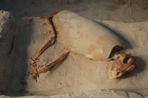 Znalezione na cmentarzysku zwierzęta są inne od tych ówcześnie żyjących powszechnie w Afryce Północnej. Na zdjęciu fragment stanowiska w Berenike (fot. dzięki uprzejmości Marty Osypińskiej)