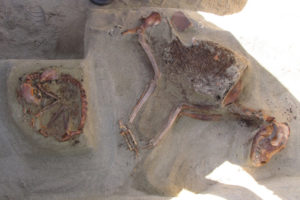 Na zwierzęcym cmentarzysku w Berenike naukowcy znaleźli dziesiątki pochówków kotów, psów i małpek – pupili do towarzystwa. Na zdjęciu fragment stanowiska archeologicznego (fot. dzięki uprzejmości Marty Osypińskiej)