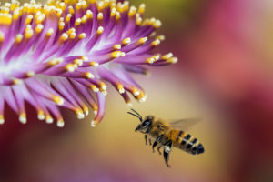 W Krakowie pozyskiwany jest miód klonowy, akacjowy, lipowy i wielokwiatowy. Na zdjęciu pszczoła miodna przy pracy (Pexels / <a href="https://pixabay.com/pl/pszczo%C5%82a-plama-makro-flora-kwiat-1850116/">Pixabay</a>)