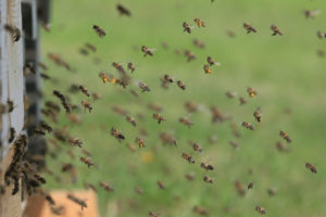 Krakowskie pszczoły mają już za sobą trzy miodobrania, a pasieka powiększyła się o nowe ule