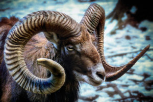 Muflony – dzikie owce z rogami zakręconymi jak skorupa ślimaka