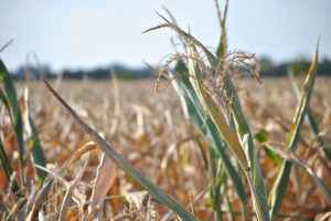 Ministerstwo Rolnictwa: Ponad 111 tys. gospodarstw poszkodowanych z powodu suszy