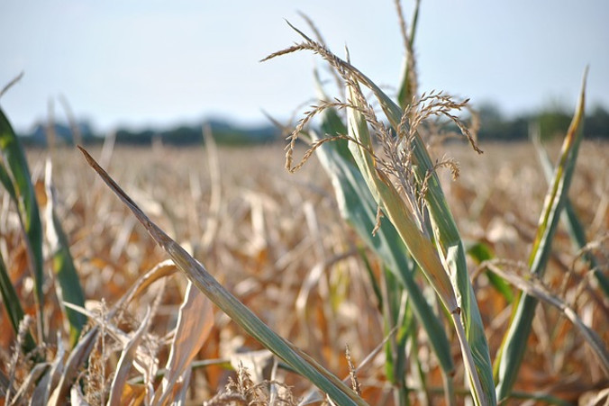 Największe straty z powodu suszy ponieśli rolnicy w województwie wielkopolskim – poszkodowanych jest tam ok. 30 tys. gospodarstw (maxs94 / <a href="https://pixabay.com/pl/kukurydza-lato-pole-%C5%BCniwa-ro%C5%9Blin-907730/">Pixabay</a>)
