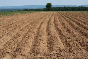 Minister Rolnictwa: Trzeba ratować gleby. Zostanie przygotowany program poprawy żyzności gleb w Polsce