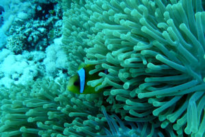 Kwestię ochrony zwierząt i roślin zagrożonych wyginięciem, poprzez kontrolę i ograniczanie handlu nimi, reguluje Konwencja o międzynarodowym handlu dzikimi zwierzętami i roślinami gatunków zagrożonych wyginięciem. Na zdjęciu rafa koralowa w Morzu Czerwonym (CSITDMS / <a href="https://pixabay.com/pl/anemon-ryba-nemo-swiat-813027/">Pixabay</a>)