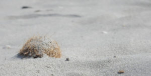 Zabieranie przez turystów piasku i innych pamiątek z plaż jest co roku na Sardynii masowym zjawiskiem. Na zdjęciu piasek na sardyńskiej plaży (fabianabana / <a href="https://pixabay.com/pl/piasek-morze-beach-natura-2320775/">Pixabay</a>)