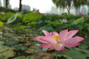 Starsza pani w prowincji Shandong w Chinach ciężko chorowała, wydawało się, że nie ma już dla niej nadziei. Na zdjęciu kwiat lotosu, miejsce nieoznaczone (<a href="https://pixabay.com/pl/users/songkyu-4358099/?utm_source=link-attribution&amp;utm_medium=referral&amp;utm_campaign=image&amp;utm_content=2007477">songkyu</a> / <a href="https://pixabay.com/pl/?utm_source=link-attribution&amp;utm_medium=referral&amp;utm_campaign=image&amp;utm_content=2007477">Pixabay</a>)