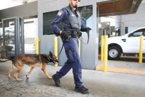 Oficer Straży Granicznej wraz ze swoim K-9 są gotowi do inspekcji pojazdów wjeżdżających do Stanów Zjednoczonych na przejściu granicznym w San Ysidro w Kalifornii, 9.04.2018 r. (Mario Tama / Getty Images)