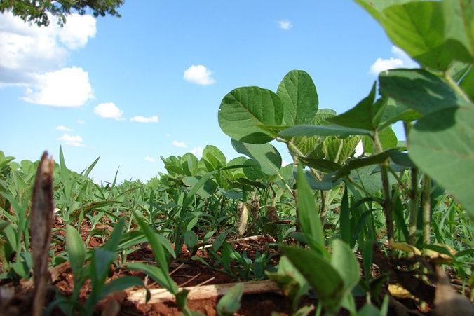 Zdaniem ministra mitem jest twierdzenie, że modyfikacje genetyczne mają na celu wzmocnienie rośliny lub jej uodpornienie na niekorzystne warunki. Na zdjęciu plantacja soi (Voggacom / <a href="https://pixabay.com/pl/plantacji-soja-sadzenie-ziarna-330239/">Pixabay</a>)