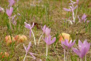 Zimowity jesienne zakwitły w tym roku wcześniej. Na zdjęciu kwiaty w nieoznaczonej lokalizacji (Hans / <a href="https://pixabay.com/pl/herbstzeitlose-kwiat-purpurowy-59899/">Pixabay</a>)
