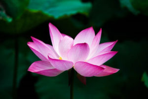 Nauki Falun Dafa współbrzmiały ze sposobem myślenia autorki. Podkreślają one poprawę charakteru człowieka w życiu codziennym. Bycie uczciwym i zachowanie wysokich obyczajów w skomplikowanym świecie można przyrównać do pięknego kwiatu lotosu wynurzającego się z błota (<a href="https://pixabay.com/pl/users/jennyzhh2008-1497331/?utm_source=link-attribution&amp;utm_medium=referral&amp;utm_campaign=image&amp;utm_content=978659">Hong Zhang</a> / <a href="https://pixabay.com/pl/?utm_source=link-attribution&amp;utm_medium=referral&amp;utm_campaign=image&amp;utm_content=978659">Pixabay</a>)