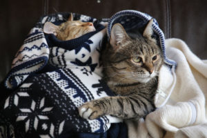 W azylu ratuje się niepełnosprawne koty, którym w innych ośrodkach nie dano by szansy. Zdjęcie ilustracyjne (mamkaklass / <a href="https://pixabay.com/pl/koty-kisa-kot-zwierz%C4%99-zwierz%C4%99ta-2222583/">Pixabay</a>)