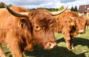 W Trzcinicy można zobaczyć m.in. trzy koniki polskie, dwie krowy szkockie, jedną krowę reprezentującą węgierskie bydło szare, dwie owce wrzosówki i dwie kozy karpackie. Na zdjęciu krowy szkockie (Darek Delmanowicz / PAP)