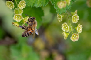 Na wystawie dowiemy się m.in., jak rośliny nakłaniają zwierzęta, aby odwiedziły ich kwiaty. Na zdjęciu pszczoła zbierająca pyłek z kwiatów (Myriams-Fotos / <a href="https://pixabay.com/pl/pszczo%C5%82a-owad-zbierz-py%C5%82ek-wiosna-3360682/">Pixabay</a>)