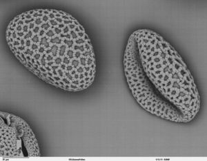 Pyłek lilii złocistej (nazywanej też pozłacaną, Lilium auratum). Zdjęcie ilustracyjne (<a href="https://commons.wikimedia.org/w/index.php?curid=30847">domena publiczna</a>)