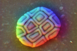 Obraz pyłku kwiatu akacji widziany pod skaningowym mikroskopem elektronowym. Ta drobina pyłku ma ok. 50 mikrometrów długości, czyli ok. połowy szerokości ludzkiego włosa. Zdjęcie ilustracyjne (CSIRO, CC BY 3.0 / <a href="https://commons.wikimedia.org/w/index.php?curid=35498411">Wikimedia</a>)