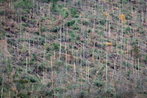 Połamane drzewa w prowincji Belluno, Wenecja Euganejska, północne Włochy, 3.11.2018 r. (MORENO GEREMETTA/PAP/EPA)