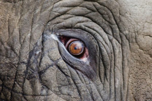 Osoby, którym nie jest obojętny los zwierząt, liczą, że przeprowadzona w wietnamskim Parku Narodowym Yok Đôn zmiana zapoczątkuje proces odchodzenia od wykorzystywania słoni i innych dzikich zwierząt jako atrakcji turystycznych (Pexels / <a href="https://pixabay.com/pl/zwierz%C4%85t-s%C5%82o%C5%84-oko-du%C5%BCy-makro-1853031/">Pixabay</a>)