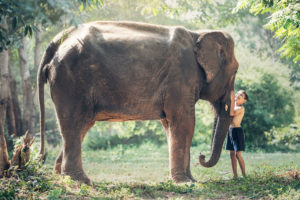 W Parku przygotowano dla turystów unikatową możliwość przyglądania się słoniom z bezpiecznej odległości i jednocześnie bez zakłócania spokoju zwierząt. Na zdjęciu ilustracyjnym słoń w Kambodży (sasint / <a href="https://pixabay.com/pl/s%C5%82o%C5%84-kambod%C5%BCa-dziecko-zwierz%C4%99ta-1822492/">Pixabay</a>)