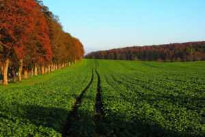 Według dr Barbary Skowery ciepła jesień może być zagrożeniem zwłaszcza dla roślin ozimych, wysiewanych jesienią. Na zdjęciu ilustracyjnym pole rzepaku ozimego (Hans / <a href="https://pixabay.com/pl/pole-rolnictwo-rzepaku-ozimym-767526/">Pixabay</a>)
